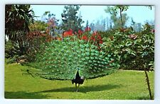 Vintage Postcard Los Angeles State County Arboretum Arcadia California Peacock picture