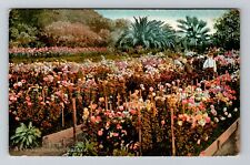 A Chrysanthemum Garden, Scenic View Of Plants, Vintage Postcard picture