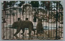 Brown Bears Zoological Gardens Franklin Park Boston Mass Vintage Postcard c1913 picture