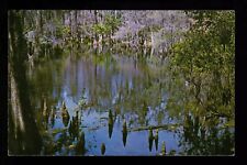 Cypress Swamp seen from the Catwalk Palmdale Florida, VTG PC picture