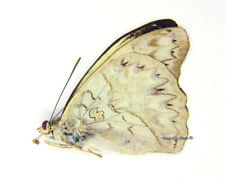 Unmounted Butterfly/Nymphalidae - Cymothoe caenis, male, ABERRATION picture