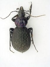 Carabidae, Carabinae, Cychrini Sphaeroderus schaumii USA (West Virginia) picture