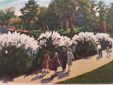 C 1920s Pampas Grass People Walking in Westlake Park Los Angeles CA Postcard  picture