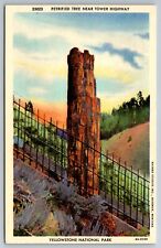 Petrified Tree Tower Highway Yellowstone Wyoming white border Postcard picture