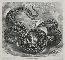 Snake Python Vs Rabbit at Zoo Paris France, Large 1870s Antique Engraving Print picture