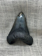 Ancient Megalodon Tooth with Pyrite Inlay picture