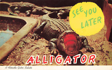 See You Later Alligator, A Florida Gator Salute, Vintage Postcard picture