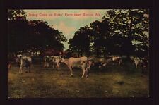 POSTCARD : ALABAMA - MARION AL - JERSEY COWS ON BATES' FARM picture
