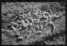 Photo:Sweet potatoes in field near Laurel, Mississippi picture