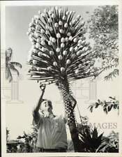 1948 Press Photo Farmer decorates tree with eggs scare lizards in Puerto Rico picture