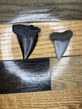Huge  Hastalis Shark Teeth, Mako,  Both. 2.4 & 2.0. No Restoration picture