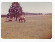 Vintage 3.5x5 Photo Of Big Elk Eating Grass In Montana picture