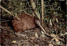 North Island, brown kiwi, New Zealand, flightless, nocturnal bird, Postcard picture