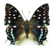 REAL Savannah Charaxes African Butterfly 'Charaxes etesipe' picture