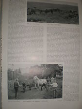 Photo article on British ponies 1897 ref Y3 picture