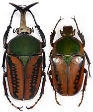 Megalorrhina harrisi procera f.haroldi,LARGE45-49mm,from Congo,UNMOUNTED beetle picture