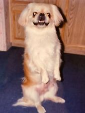 AVB) Found Photo Photograph Cute Pekinese Dog Sitting Up Doing Trick Adorable picture
