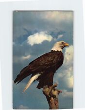 Postcard American Bald Eagle picture