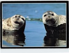 Postcard Harbor Seals Central Coast Wildlife California USA picture