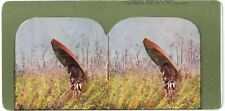 c1900's Printing Error Colorized Stereoview Hunting for Ducks. Hunter With Canoe picture