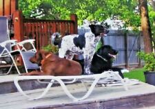 Three Dogs Laying On Lounge Chair By Patio Color Photograph 3.25 x 6 picture