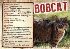 Bobcat, Wildcat, US, Canada, Mexico, North America - Animal Information Postcard picture