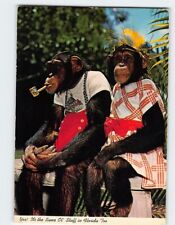 Postcard Yes It's the Same Ol' Stuff in Florida Florida Too Chimpanzee USA picture