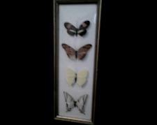 Real Butterfly/Moth Framed Collection picture