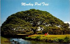 Monkey Pod Tree Hawaii Islands Perfect Shaped Hardwood Postcard picture