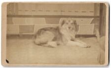 1870s CDV  Dog Portrait - Almost looks like it is smiling for the camera picture