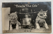 Vintage ca 1900s RPPC Postcard Cats Kittens 