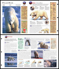 Fold-Out Sheet - Polar Bear - 4 picture