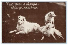 1913 Collie Dogs This Place Is All Right Lynnville Newton Iowa IA Postcard picture
