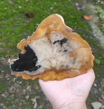 152g BEAUTIFULL Polished resin Petrified Wood Slice Fossil picture