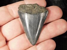 ANCESTRAL Great WHITE Shark Tooth Fossil 100% Natural 12.5gr picture