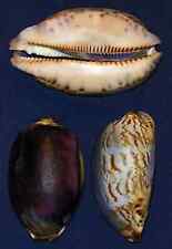 Cypraea Mauritia Arabica Cowrie Purple Shells~2