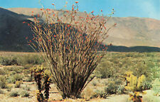 Postcard Ocotillo Thorny Desert Flora picture