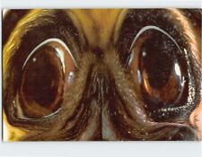 Postcard Dog Eyes Close Up picture