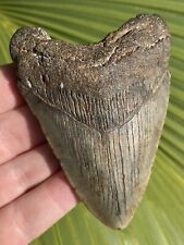 Natural Beautiful 3.47” Megalodon Tooth Fossil Shark Teeth picture