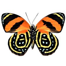 Callicore cynosura verso ONE REAL BUTTERFLY YELLOW ORANGE WINGS CLOSED PERU picture