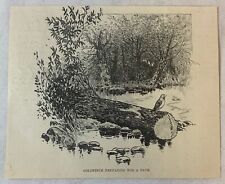 1895 magazine engraving ~ GOLDFINCH PREPARING FOR A BATH picture
