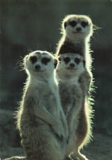 Meerkats Mangoose Suricates Montgomery Zoo Alabama Printed Unposted Postcard picture