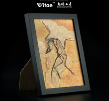 NEW Vitae (Archaeopteryx lithographica) Dinosaur Fossil Replica Model Home Decor picture