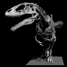 3d printed The skull of CARCHARODONTOSAURUS skeleton model dinosaur 1:20 picture