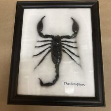 Framed & Glazed Giant Scorpion Taxidermy picture