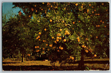 Mc Allen, Texas - South Texas, Oranges Production - Vintage Postcard - Posted picture