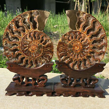 A Pair Natural ammonite fossil conch Crystal specimen healing+stand1PC picture