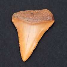 Great White Shark Tooth Fossil picture