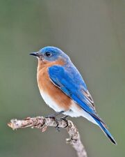 Beautiful EASTERN BLUEBIRD Glossy 8x10 Photo Wildlife Bird Print picture