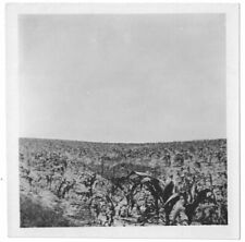 Vintage 1920s 1930s Photo Missouri Tobacco Field Agriculture Glossy 3.5x3.5